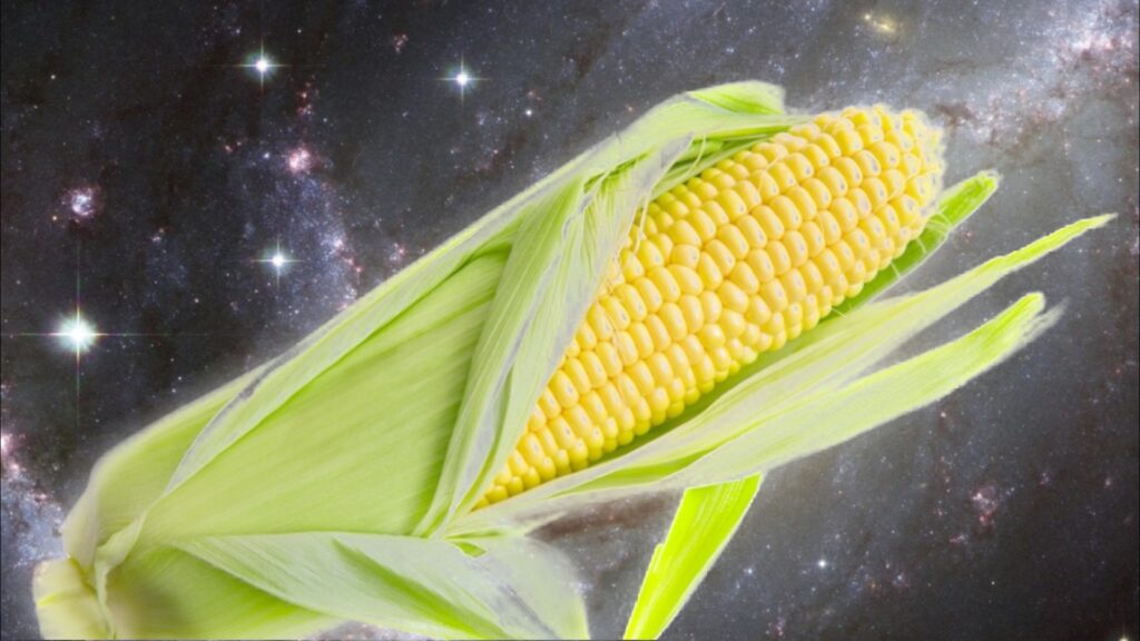 宇宙から来た食べ物 トウモロコシの謎 大都会岡山ブログ